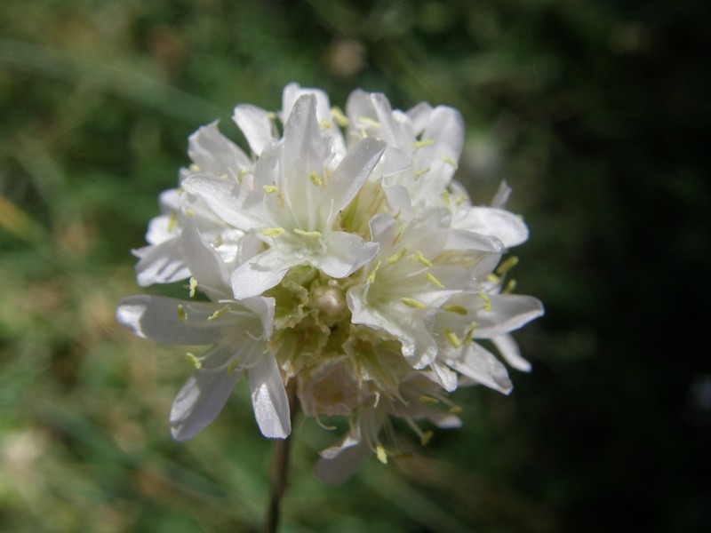 Armeria atlantica photo 2