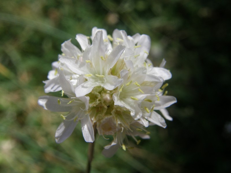 Armeria atlantica photo 4