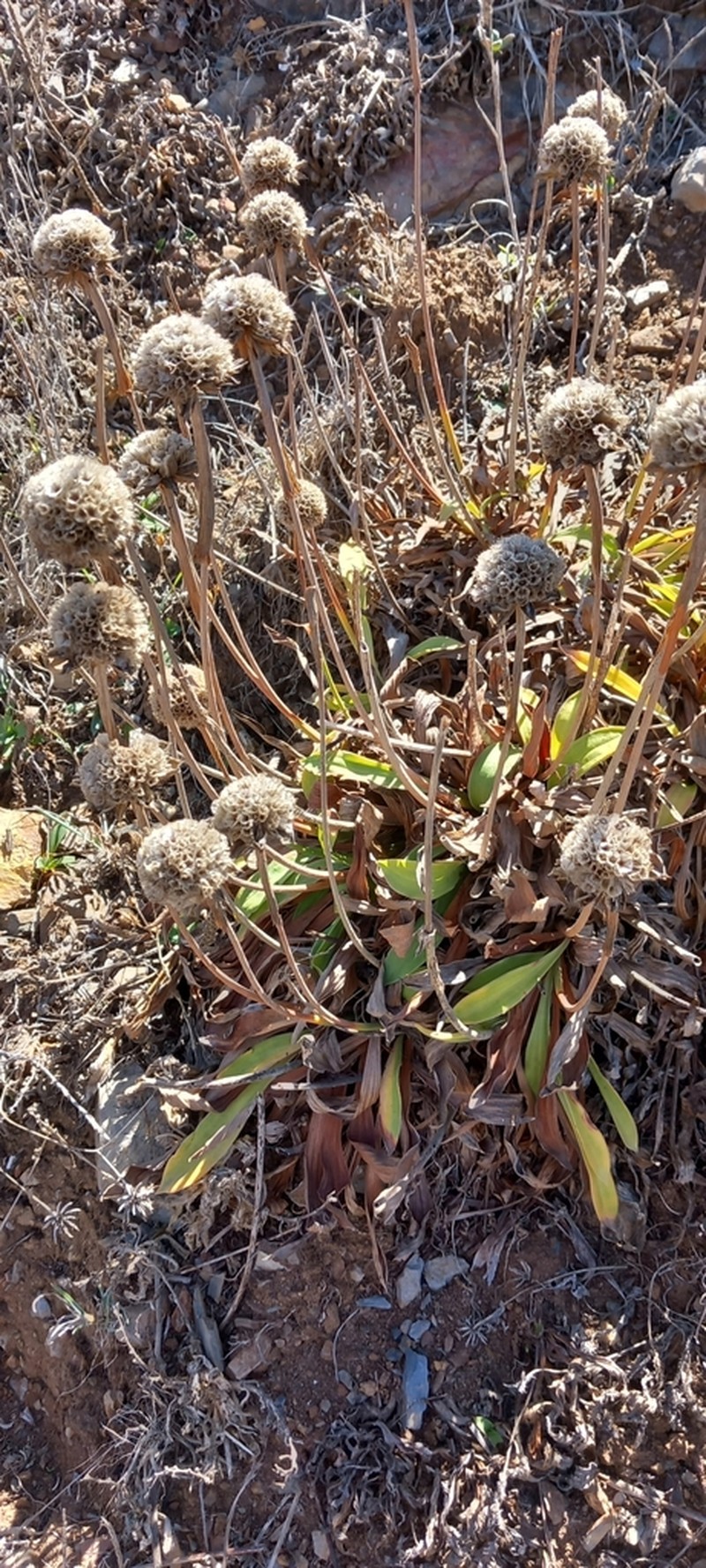Armeria beirana