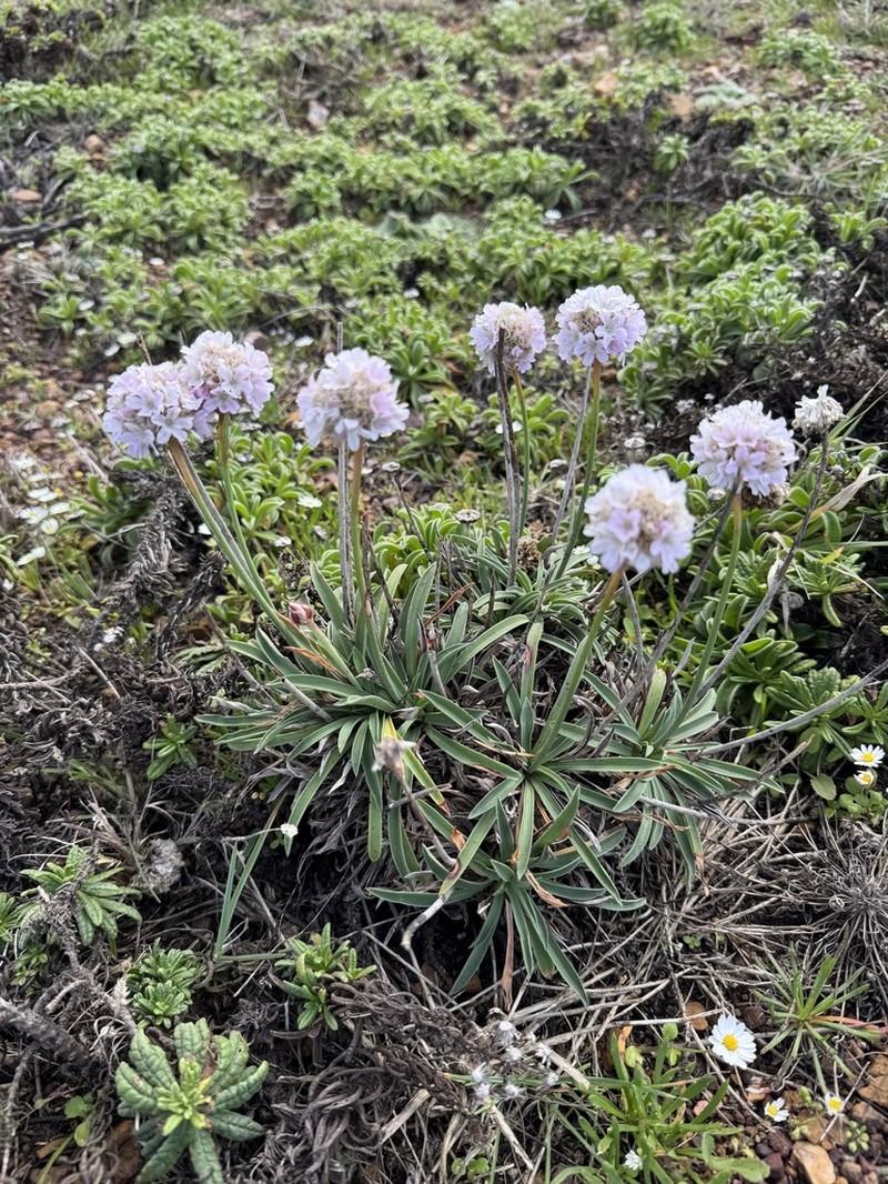 Armeria beirana photo 2