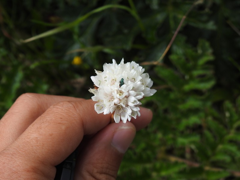 Armeria beirana photo 3