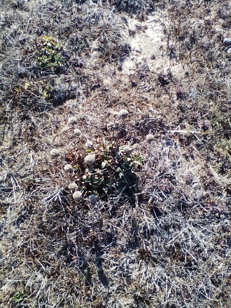 Armeria beirana photo 4
