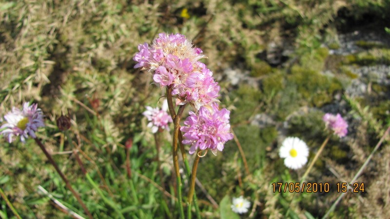 Armeria beirana photo 5