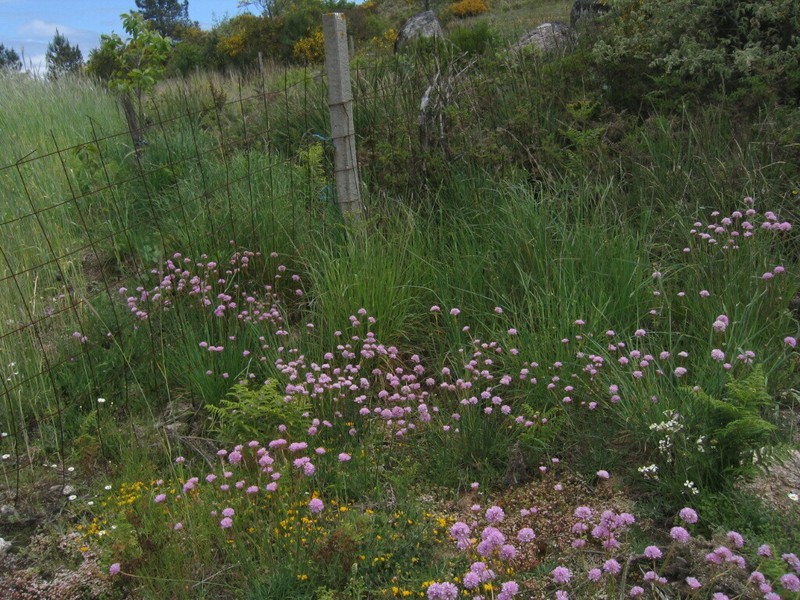 Armeria beirana photo 6