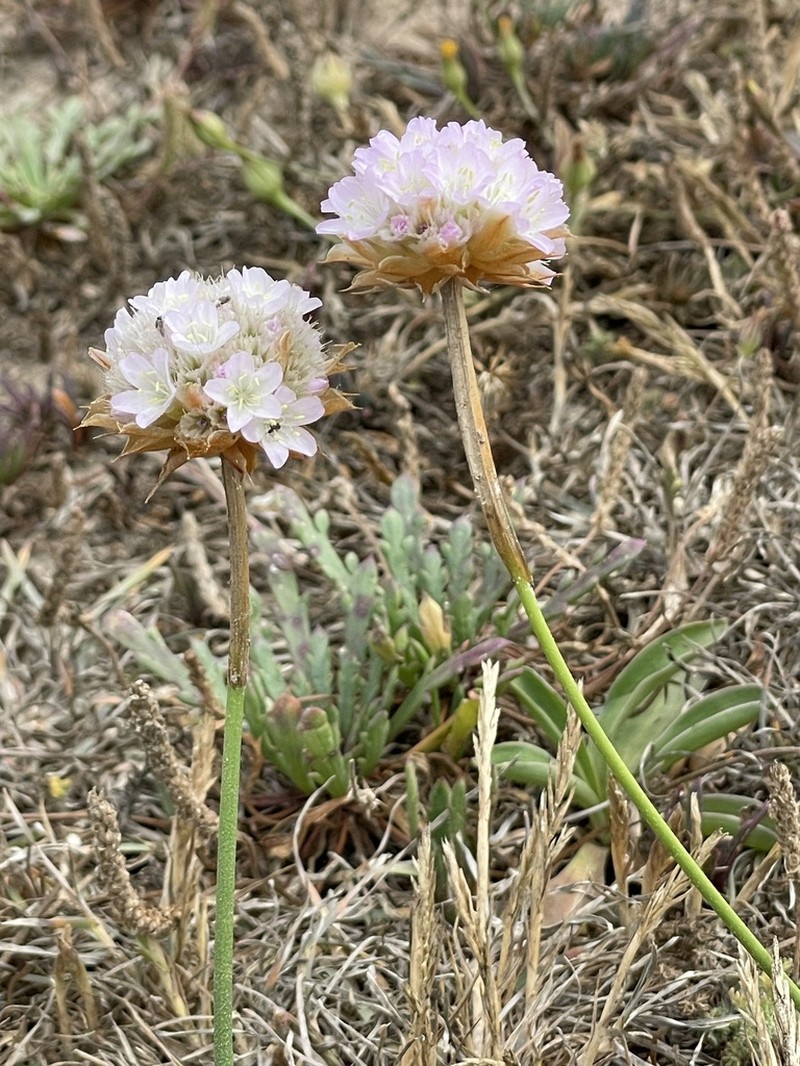 Armeria beirana photo 7