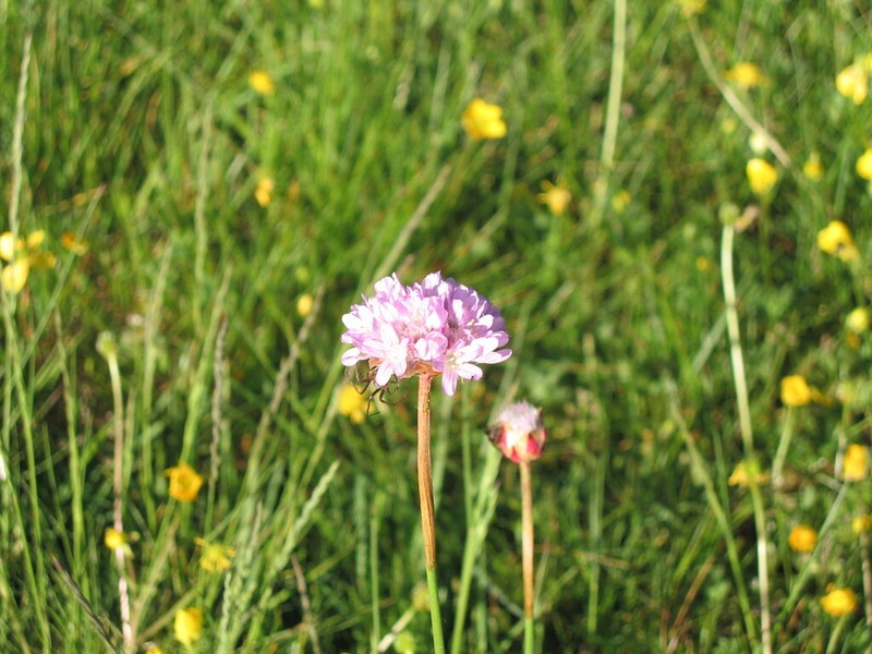 Armeria beirana photo 8