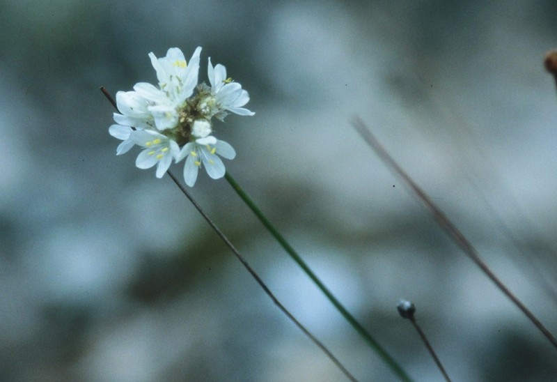 Armeria belgenciensis