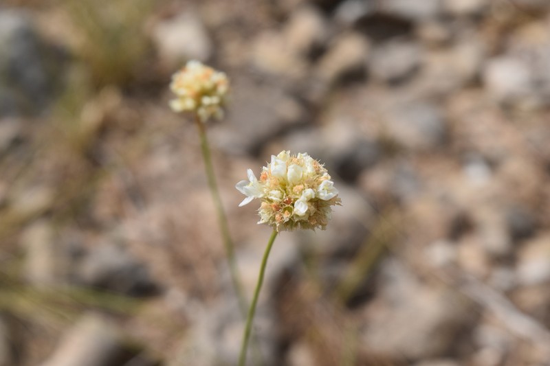 Armeria belgenciensis photo 3