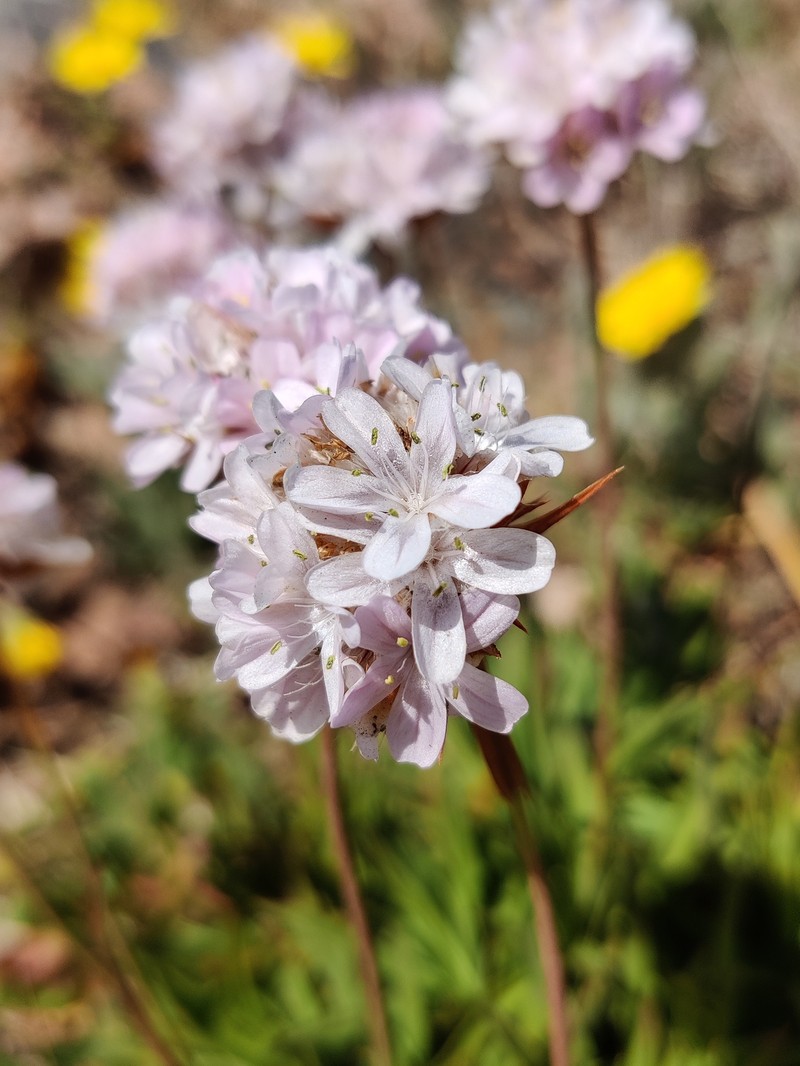 Armeria berlengensis photo 2