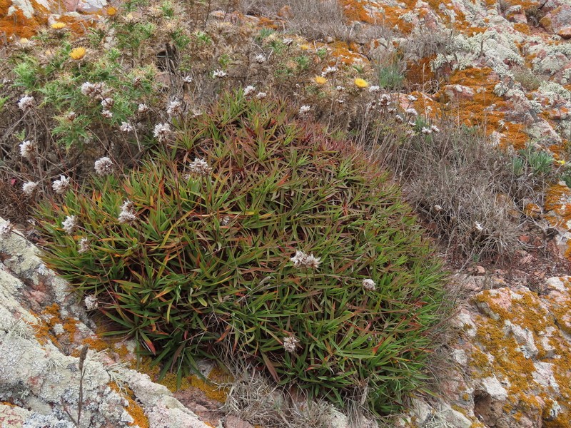Armeria berlengensis photo 3