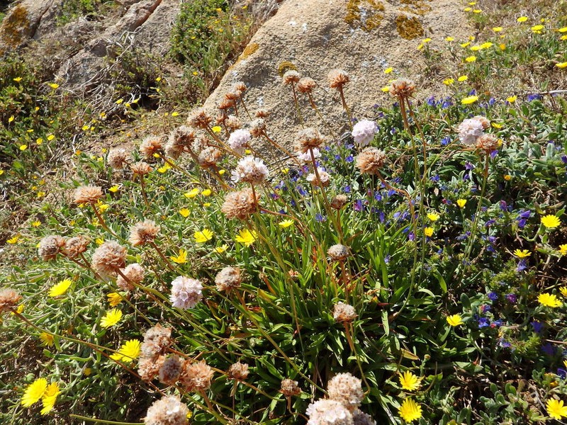 Armeria berlengensis photo 4