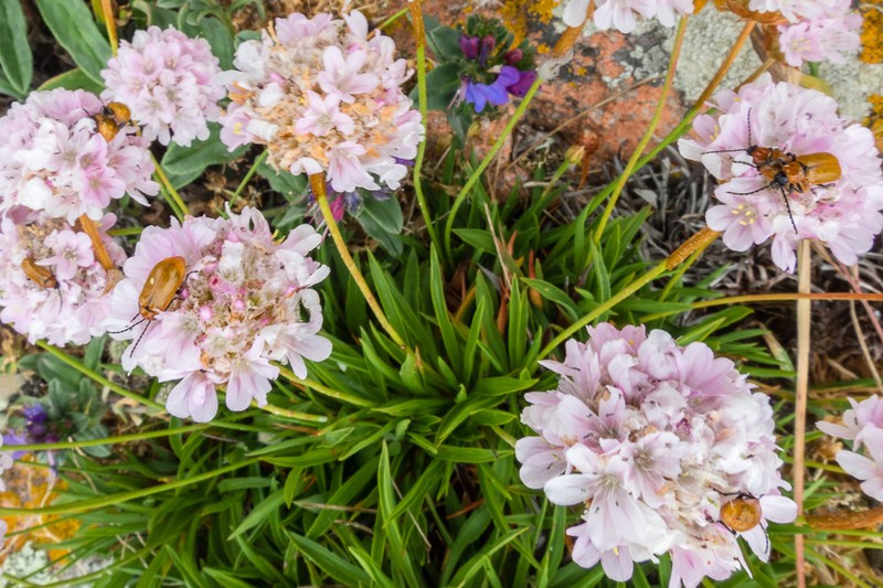 Armeria berlengensis photo 5