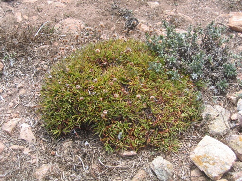 Armeria berlengensis photo 6