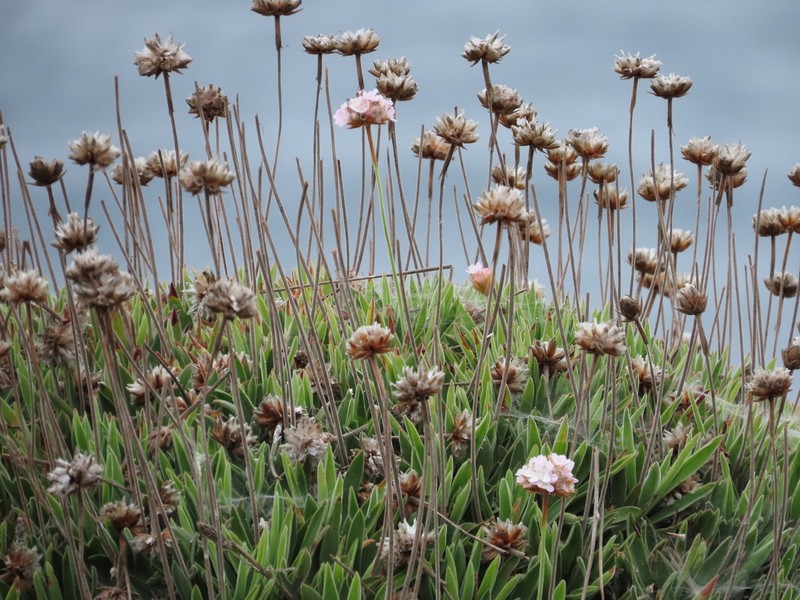 Armeria berlengensis photo 7