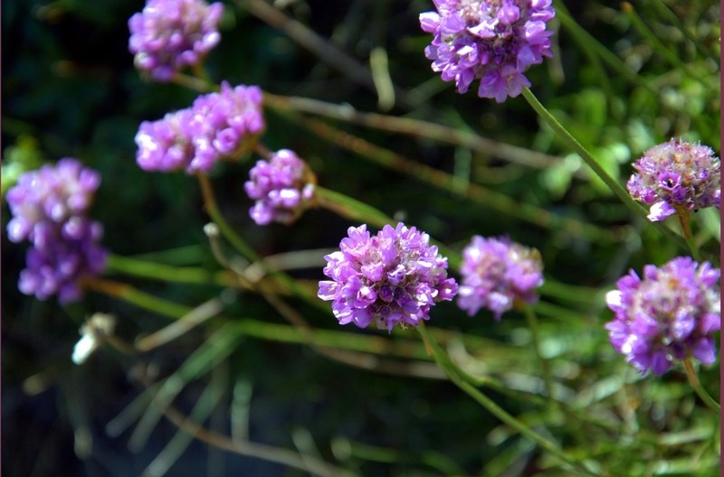 Armeria bigerrensis