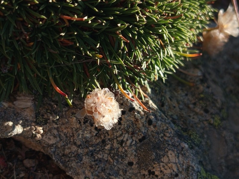 Armeria bigerrensis photo 2