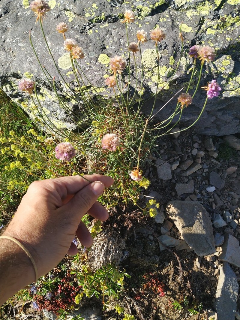 Armeria bigerrensis photo 3