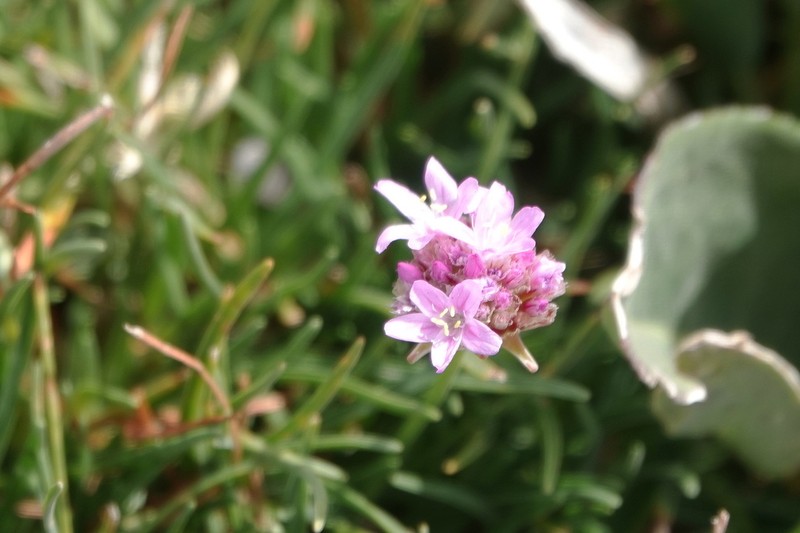 Armeria bigerrensis photo 4