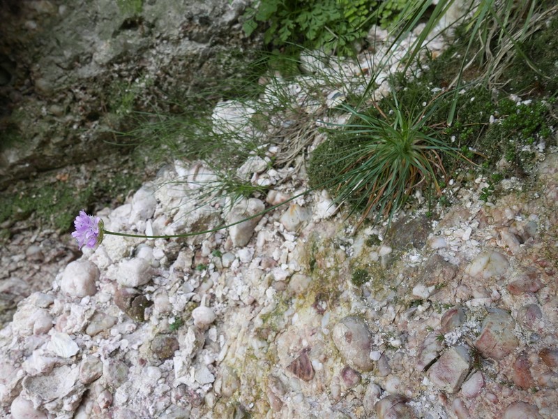 Armeria bigerrensis photo 5