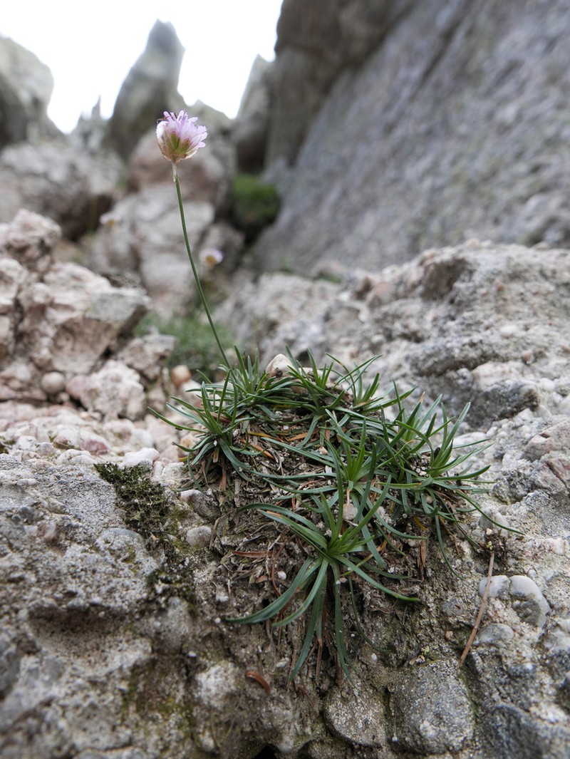 Armeria bigerrensis photo 6