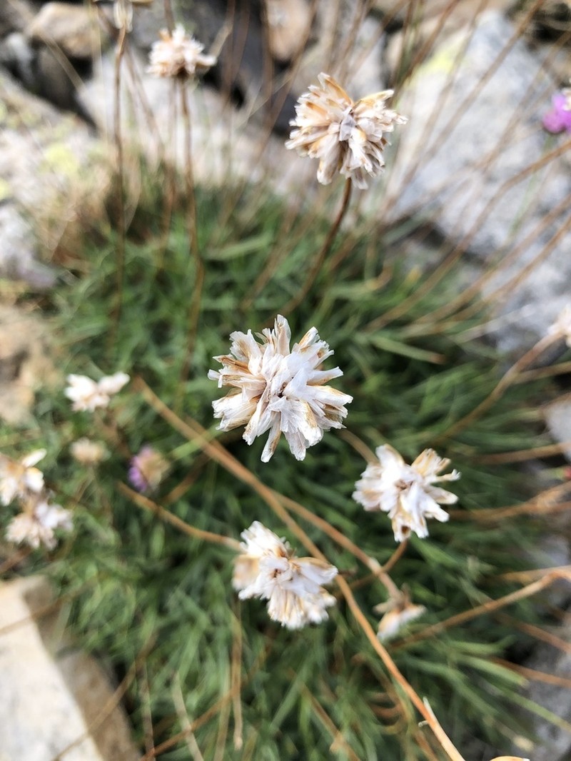 Armeria bigerrensis photo 7