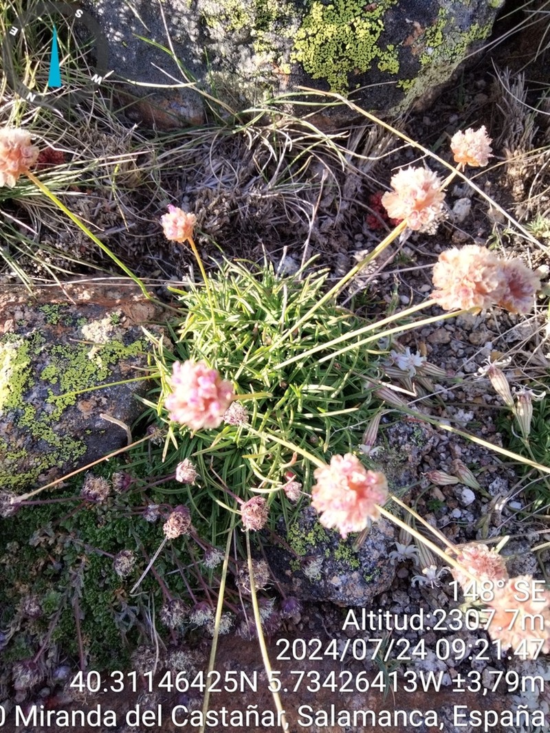 Armeria bigerrensis photo 8