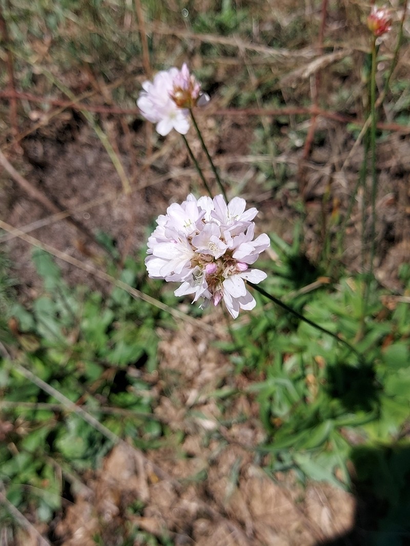 Armeria brutia