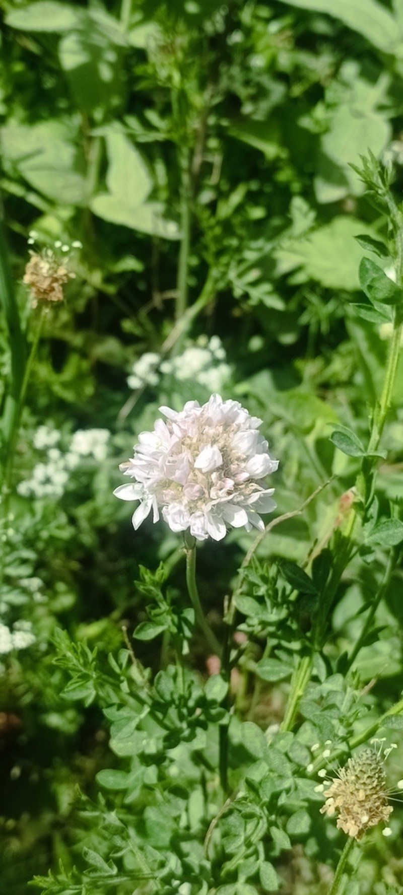 Armeria brutia photo 2