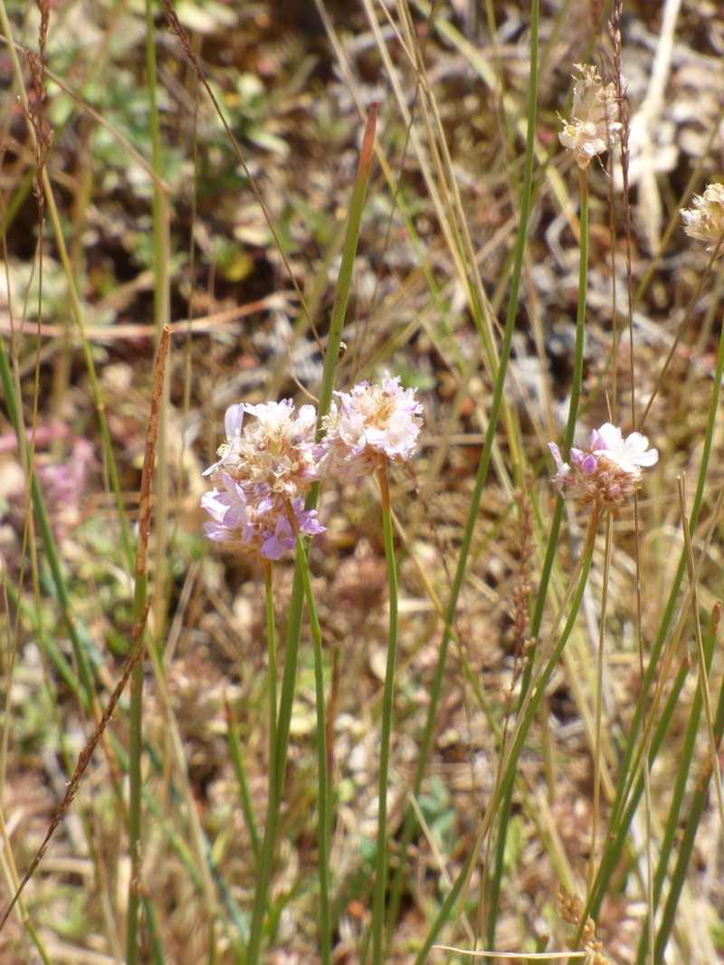 Armeria brutia photo 3