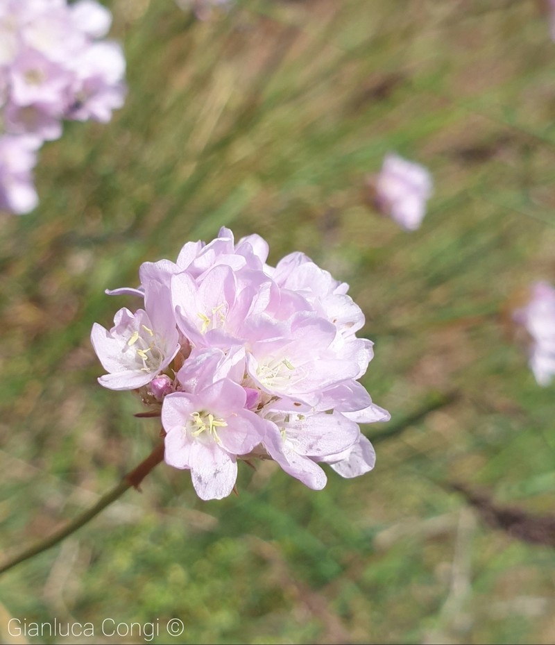 Armeria brutia photo 4
