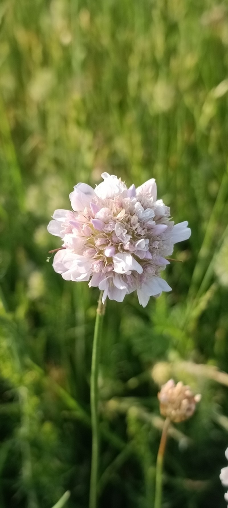 Armeria brutia photo 5