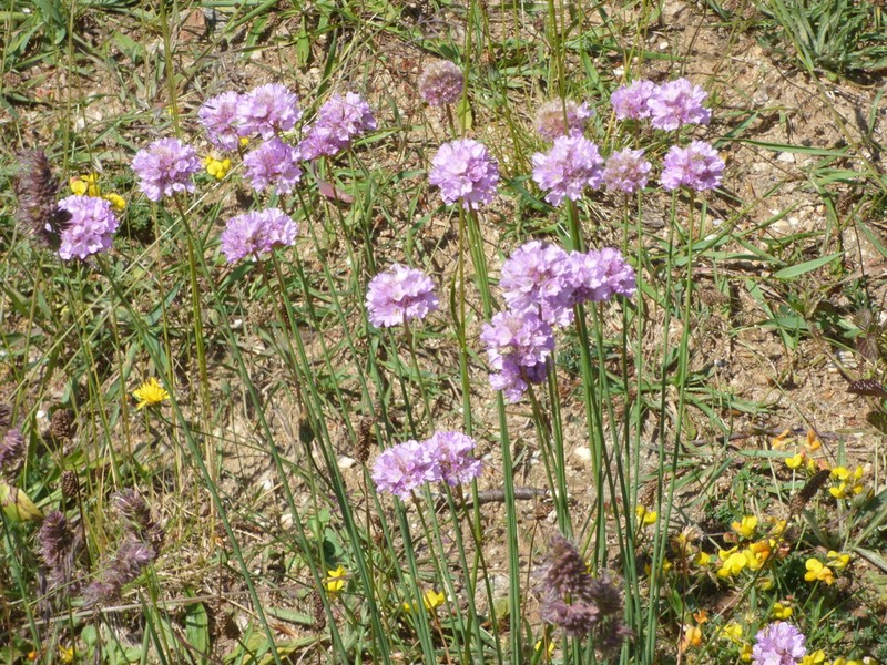Armeria brutia photo 6