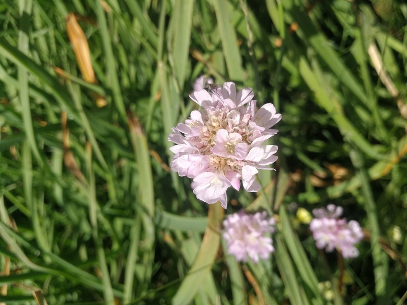 Armeria brutia photo 7