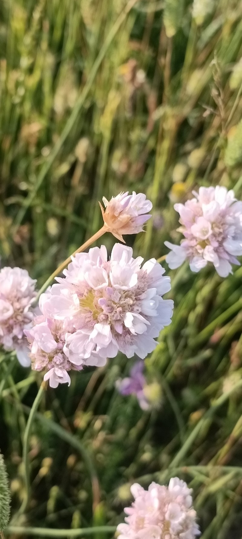 Armeria brutia photo 8
