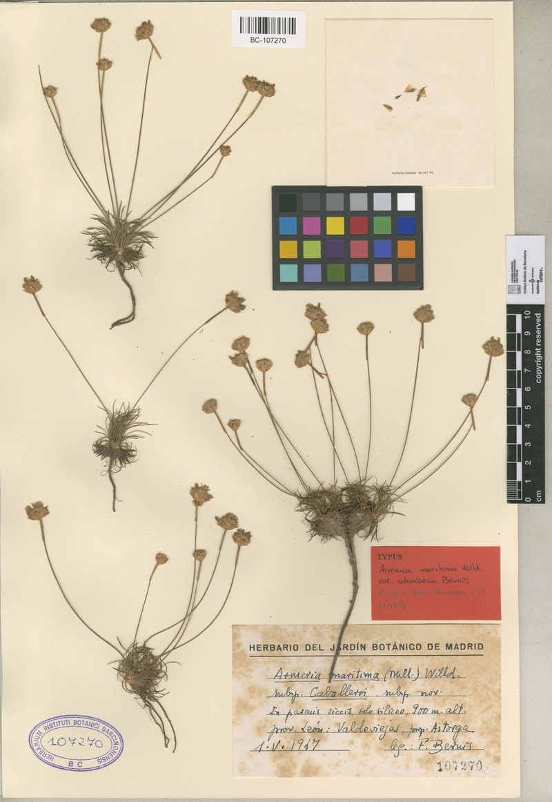 Armeria caballeroi
