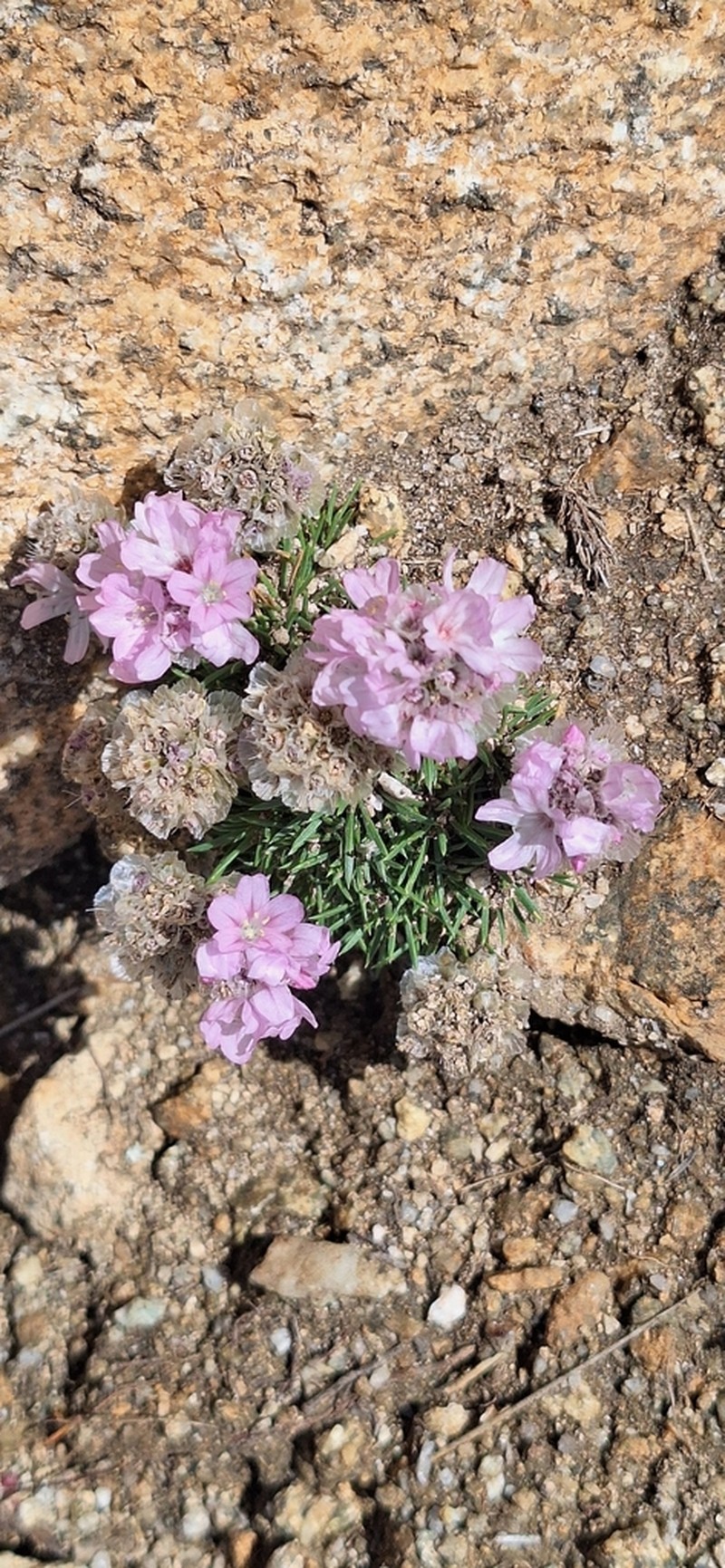 Armeria caespitosa