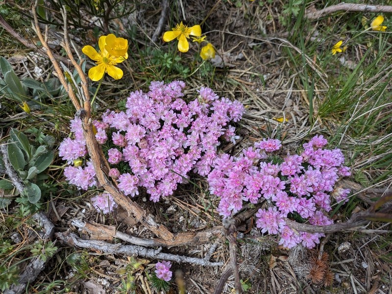 Armeria caespitosa photo 2