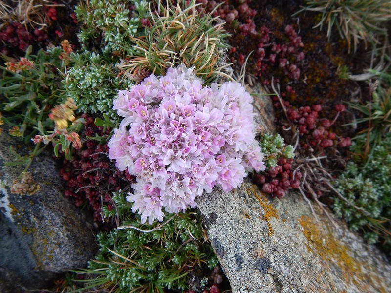 Armeria caespitosa photo 3