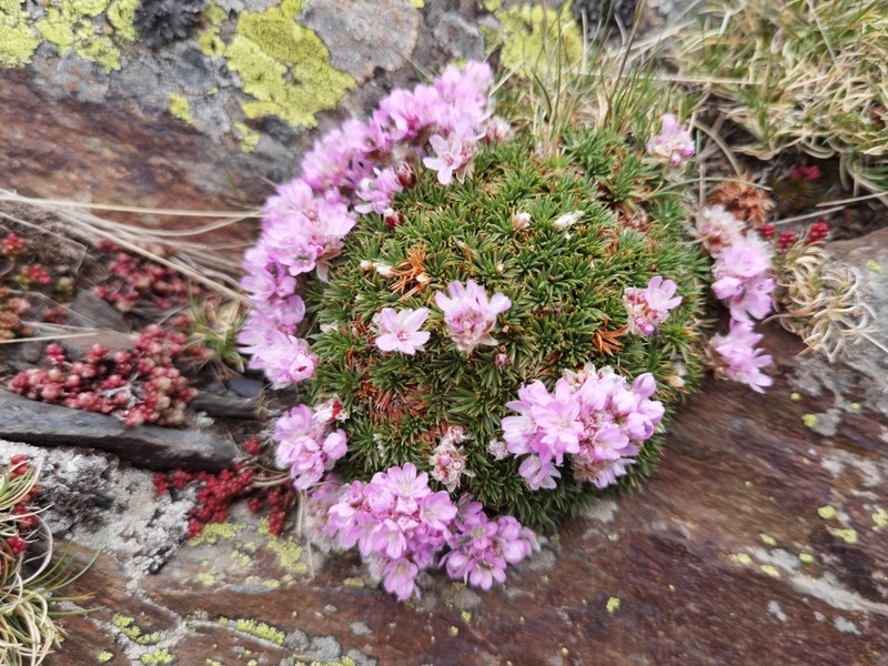 Armeria caespitosa photo 4