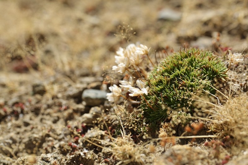 Armeria caespitosa photo 5