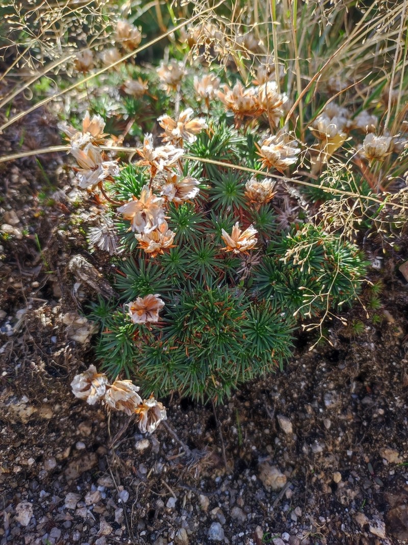 Armeria caespitosa photo 6