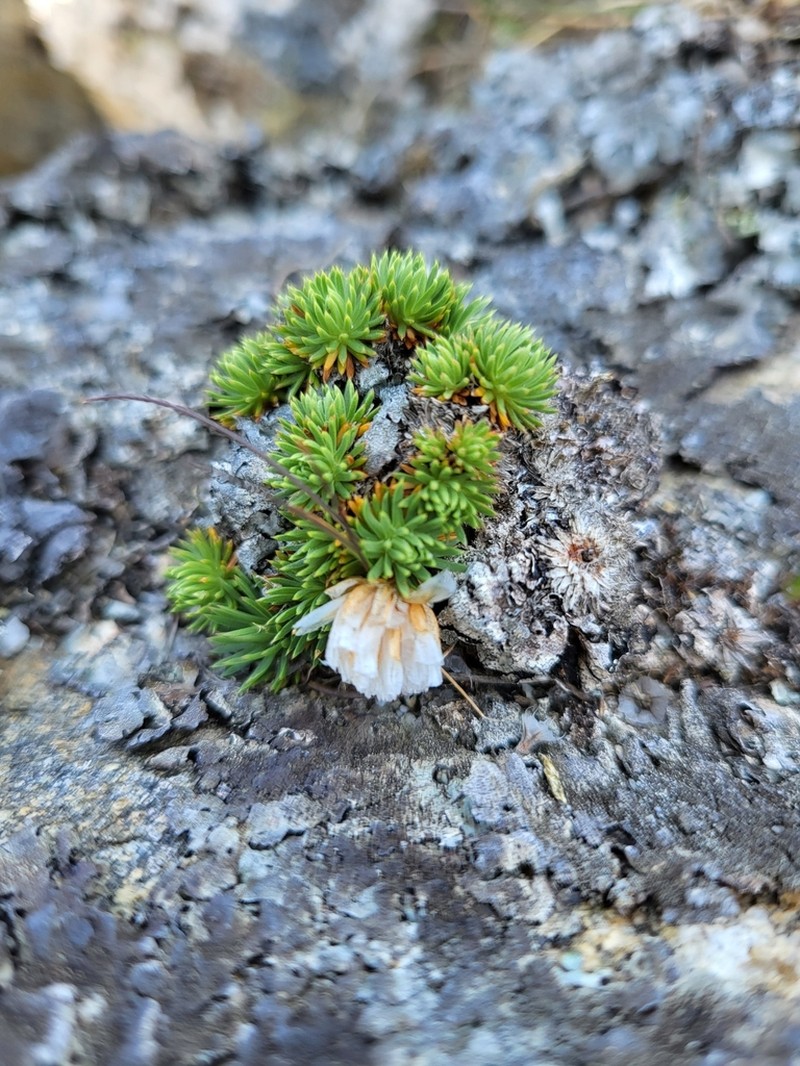 Armeria caespitosa photo 7