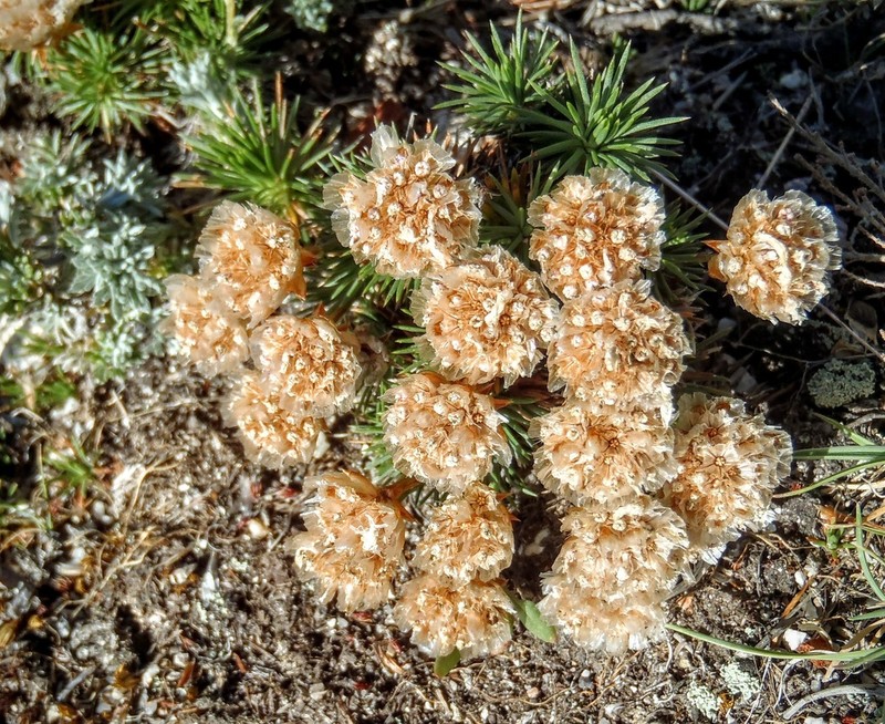 Armeria caespitosa photo 8