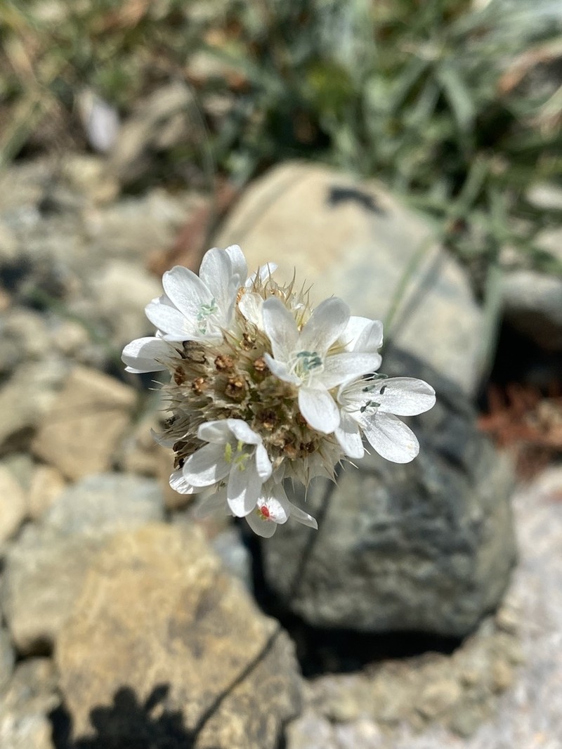 Armeria canescens