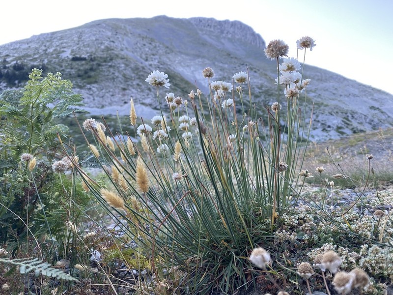 Armeria canescens photo 2