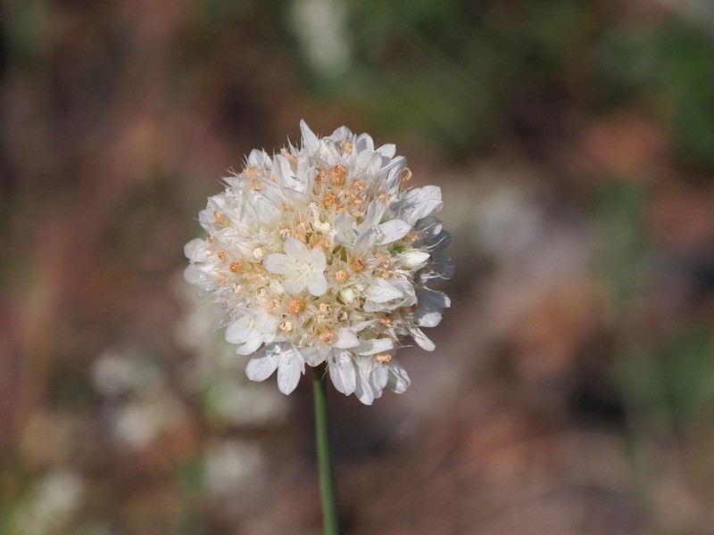 Armeria canescens photo 3