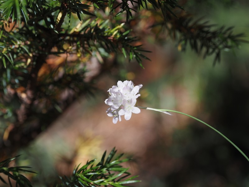 Armeria canescens photo 4