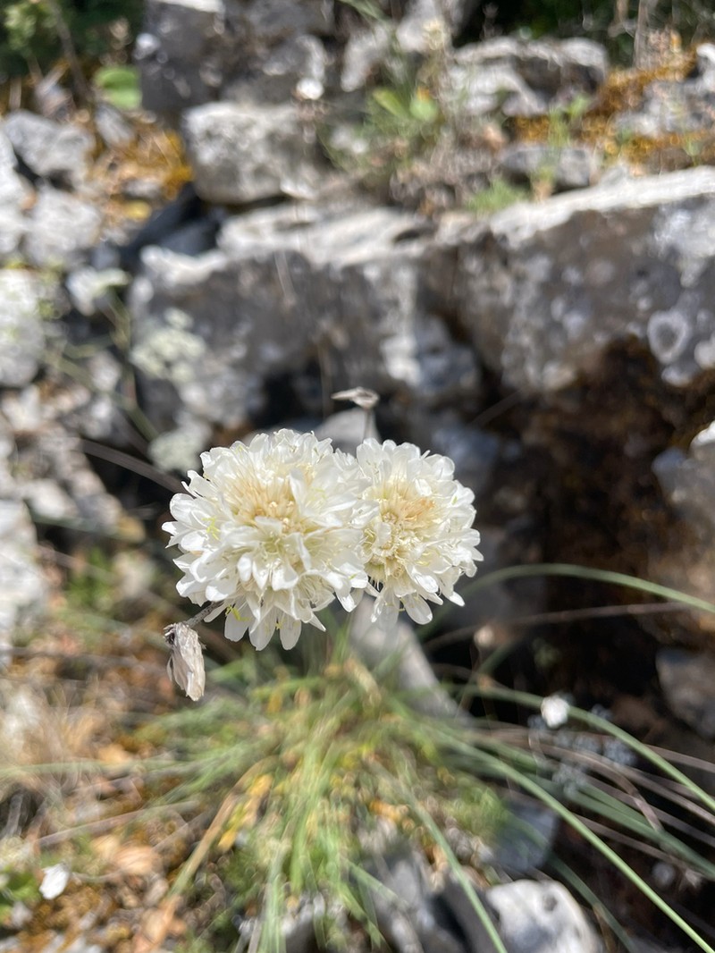 Armeria canescens photo 5