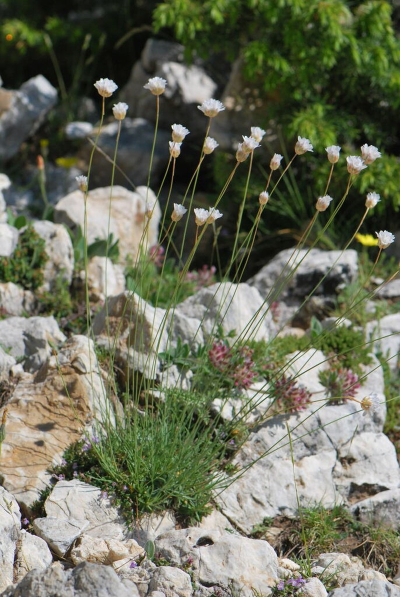 Armeria canescens photo 6