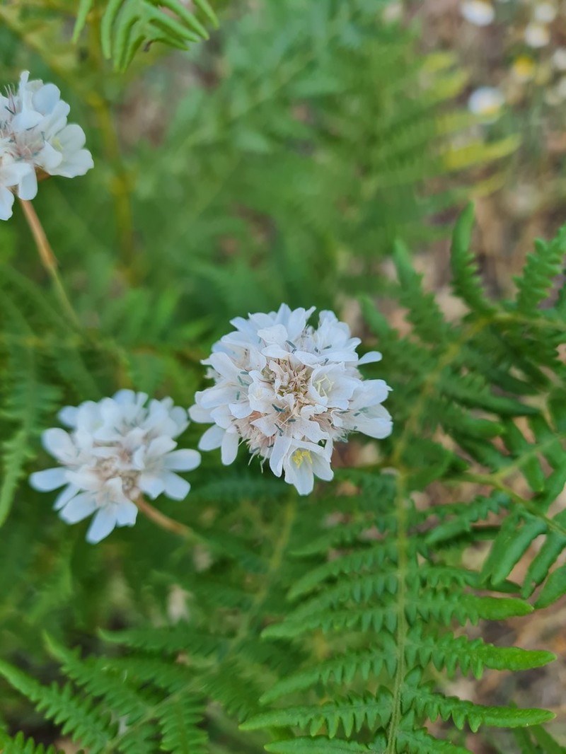 Armeria canescens photo 7